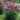 Liatris (32)