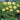 Trollius (32)