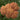 Achillea (32)