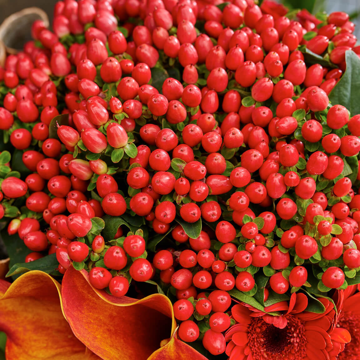 Hypericum Raspberry Hypericum – Farmer Bailey Inc.