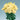 Lisianthus Voyage