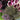 Trachelium