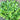 Moluccella laevis 'Bells of Ireland'