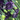 Lisianthus Rosanne