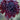 Scabiosa annual types
