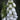 Biennial Digitalis