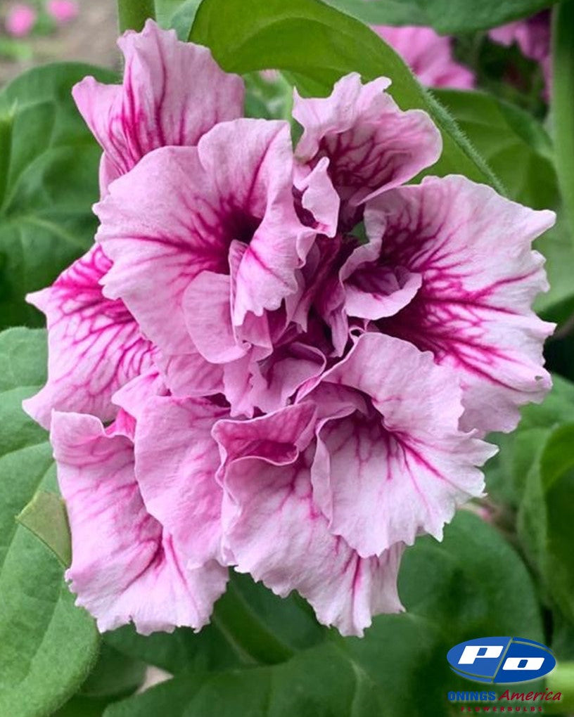 Petunias- Italian Cutting types – Farmer Bailey Inc.