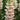 Snapdragon Potomac 3-4