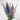 Delphinium Guardian