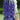 Delphinium Guardian