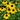 Rudbeckia triloba