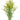 Solidago