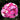 Dianthus Amazon