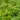Lemon Verbena