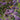 Verbena Bonariensis