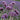 Verbena Bonariensis